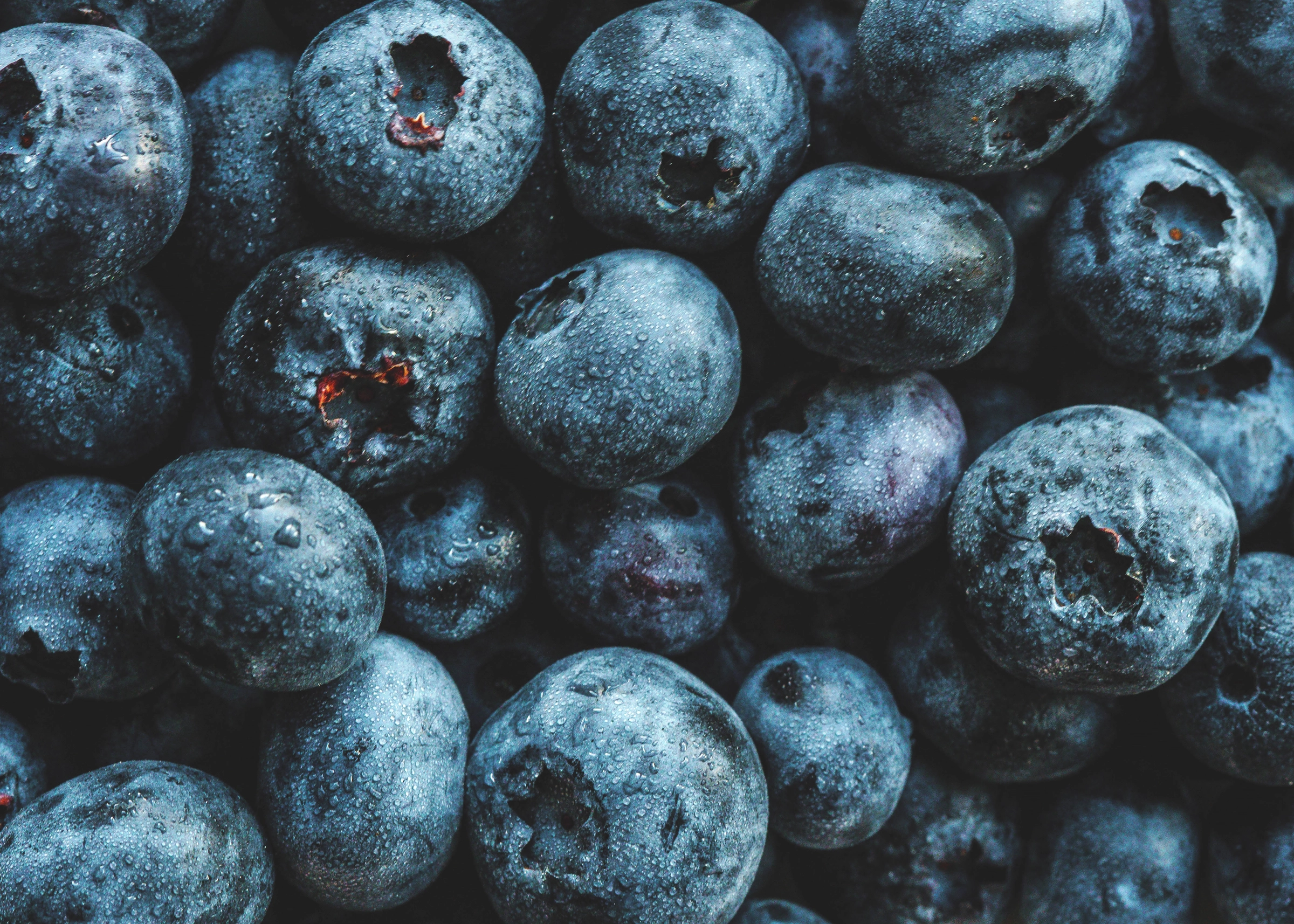 Macro Blueberry freelance food photographer